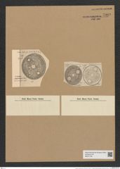 Auliscus moronensis Grev. (de-Toni-Nr.: Genus 171, Species 4348) Zeichnungen Sammlung Grunow Nr. 7909 (NHMW-BOT-W0377183)